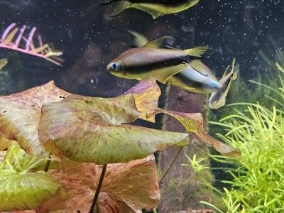Emporer Tetras