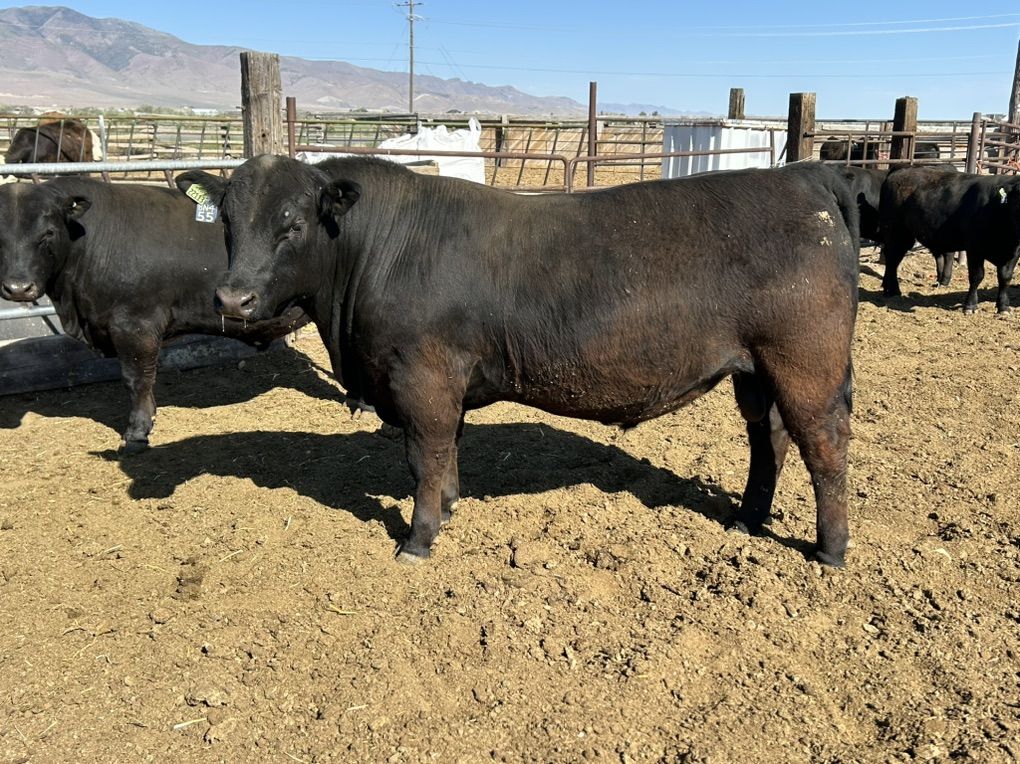 Registered Angus Bulls - 11 Available