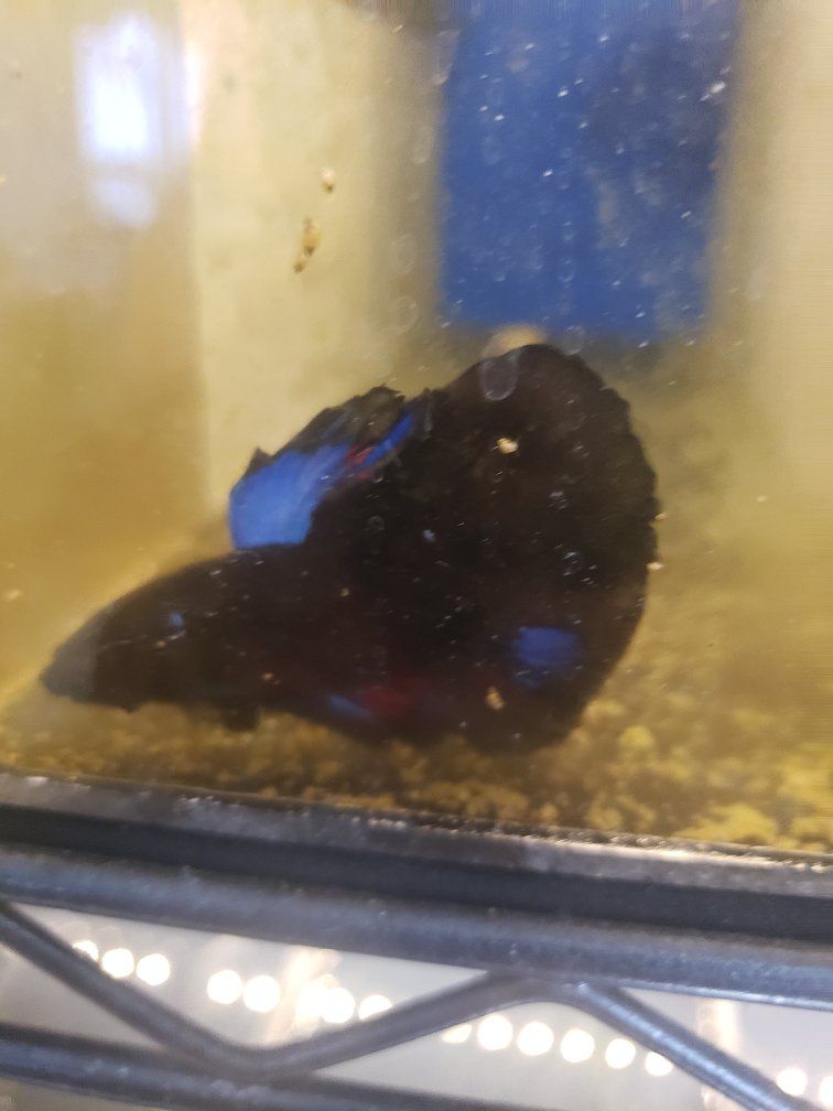 import halfmoon Betta.