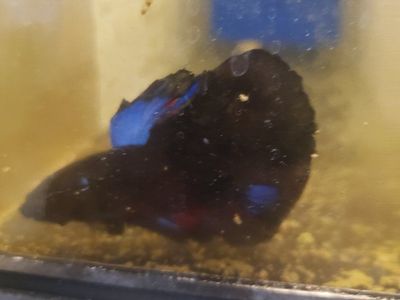import halfmoon Betta.