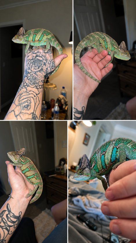 🦎 Veiled Chameleon Male – Approx. 8 Months Old 🦎
Comes with FULL setup ️