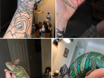 π¦ Veiled Chameleon Male β Approx. 8 Months Old π¦
Comes with FULL setup οΈ