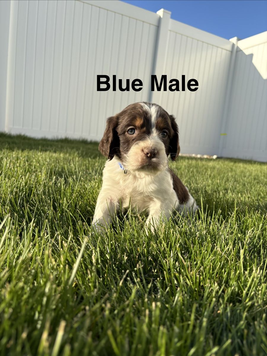 9 AKC English Springer Spaniel Puppies