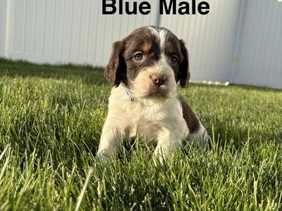 9 AKC English Springer Spaniel Puppies