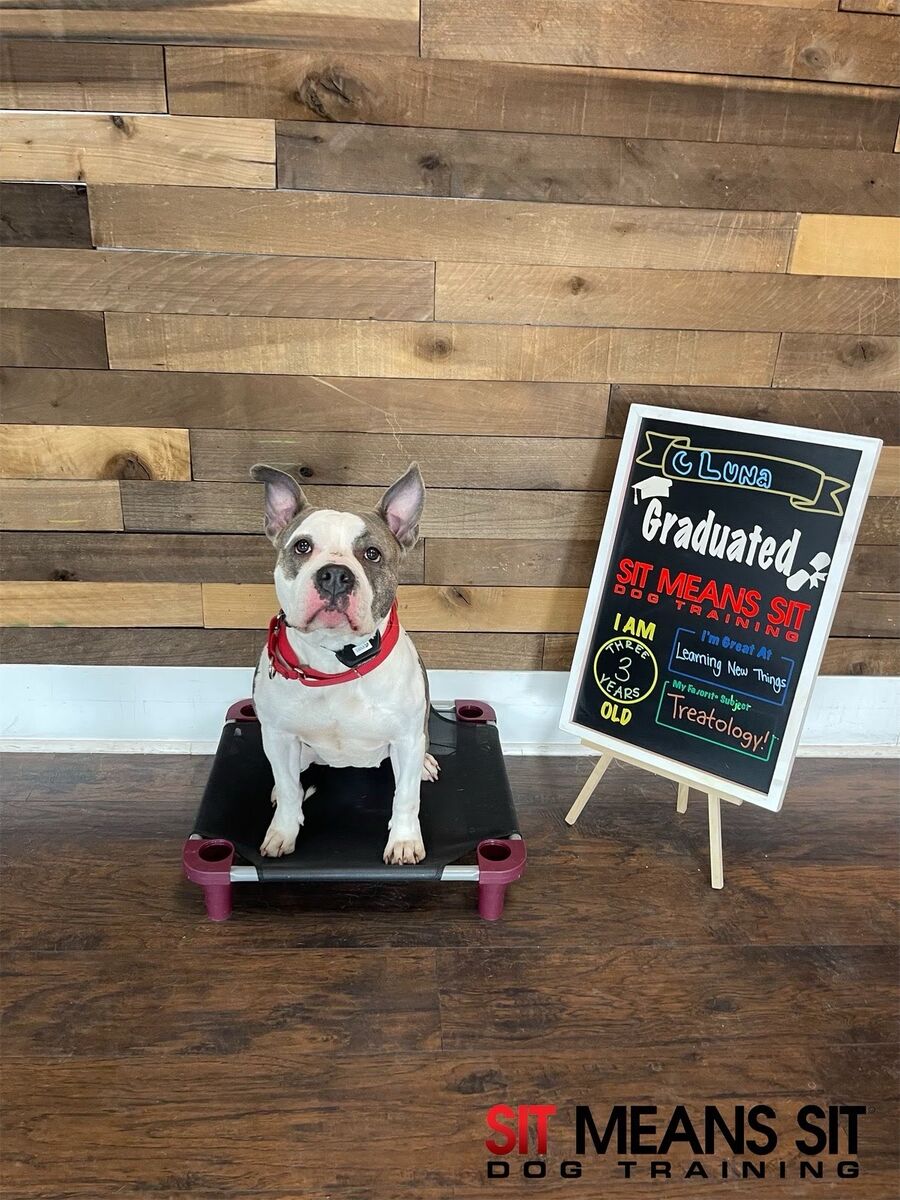 Female bully ( free to a loving home )