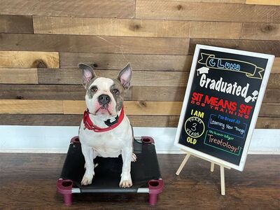 Female bully ( free to a loving home )