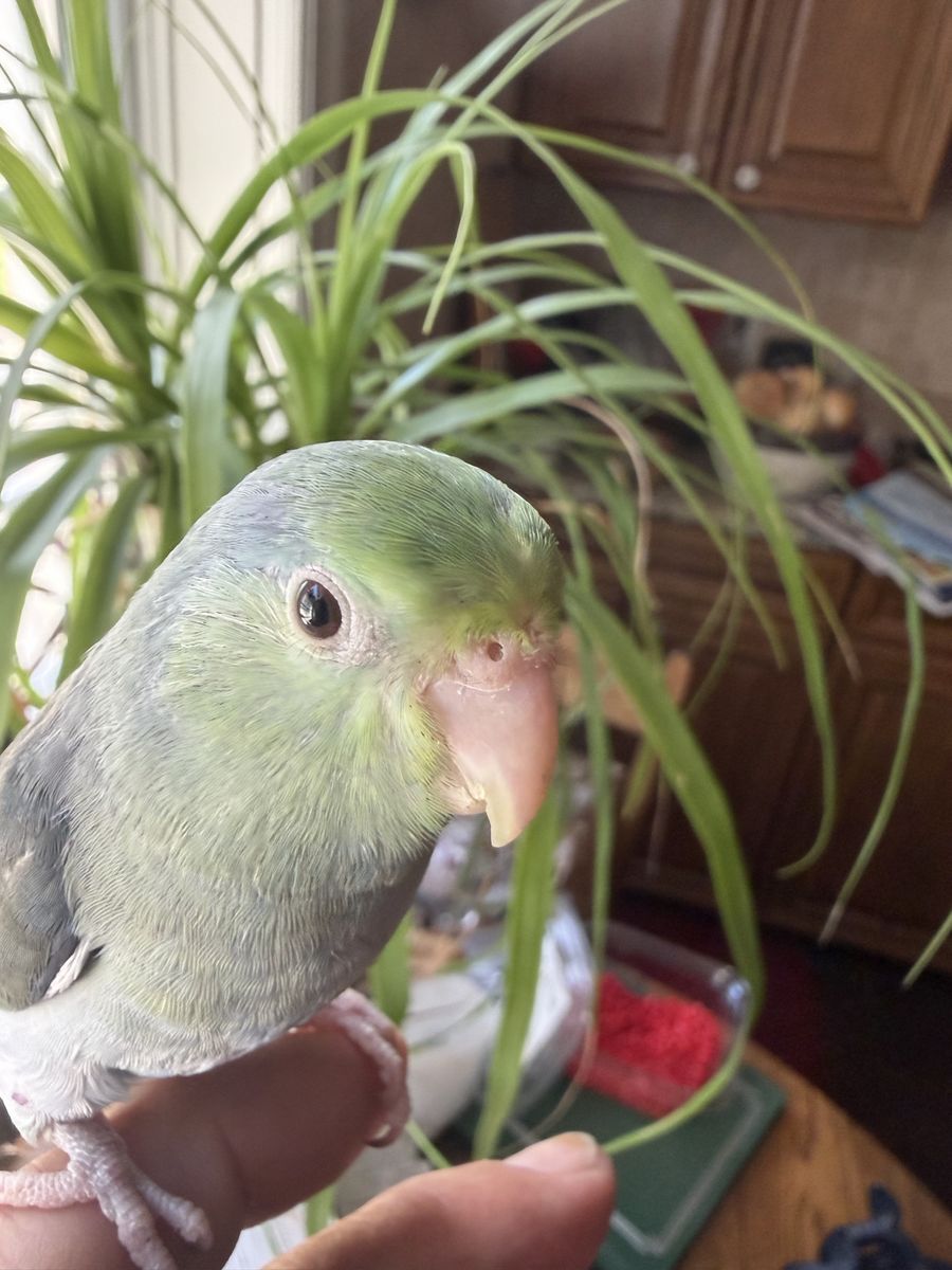 TURQUOISE BABY BOY PARROTLET 