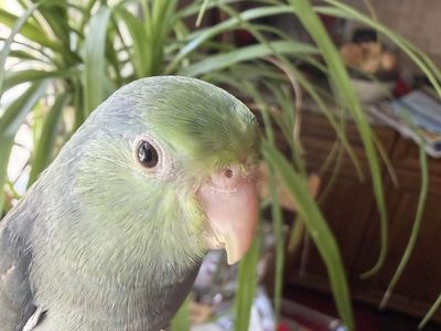 TURQUOISE BABY BOY PARROTLET