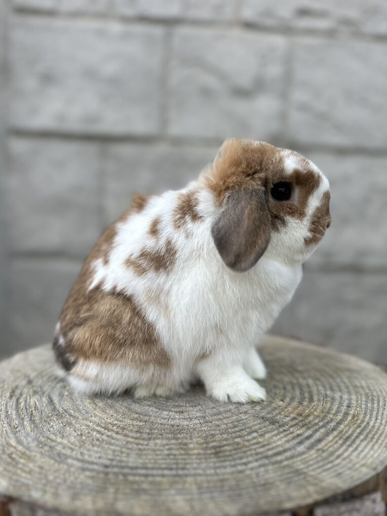 Broken Orange Holland Lop Doe