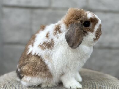 Broken Orange Holland Lop Doe