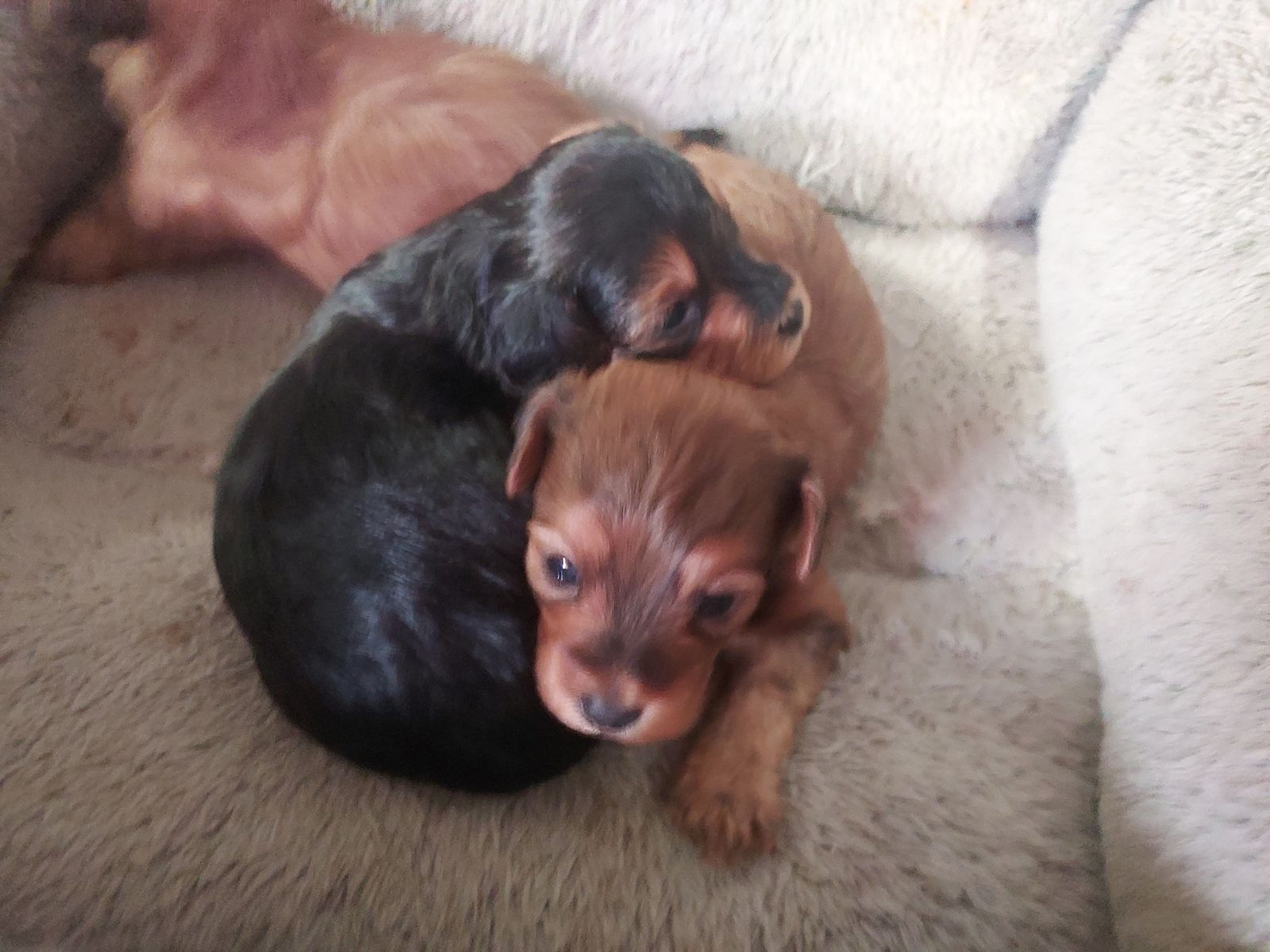 Toy Yorkiepoo Puppies for sale
