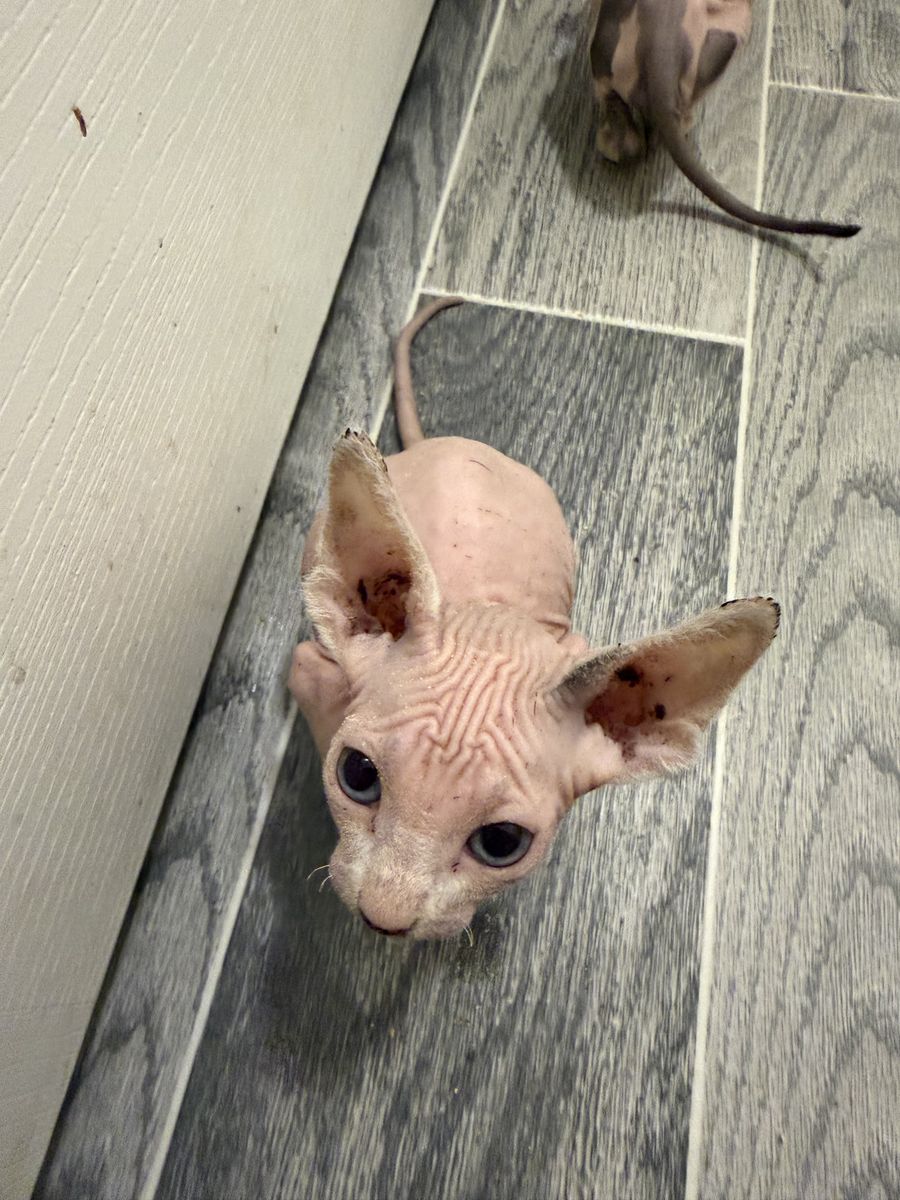 Male and female sphynx available