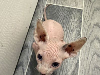 Male and female sphynx available