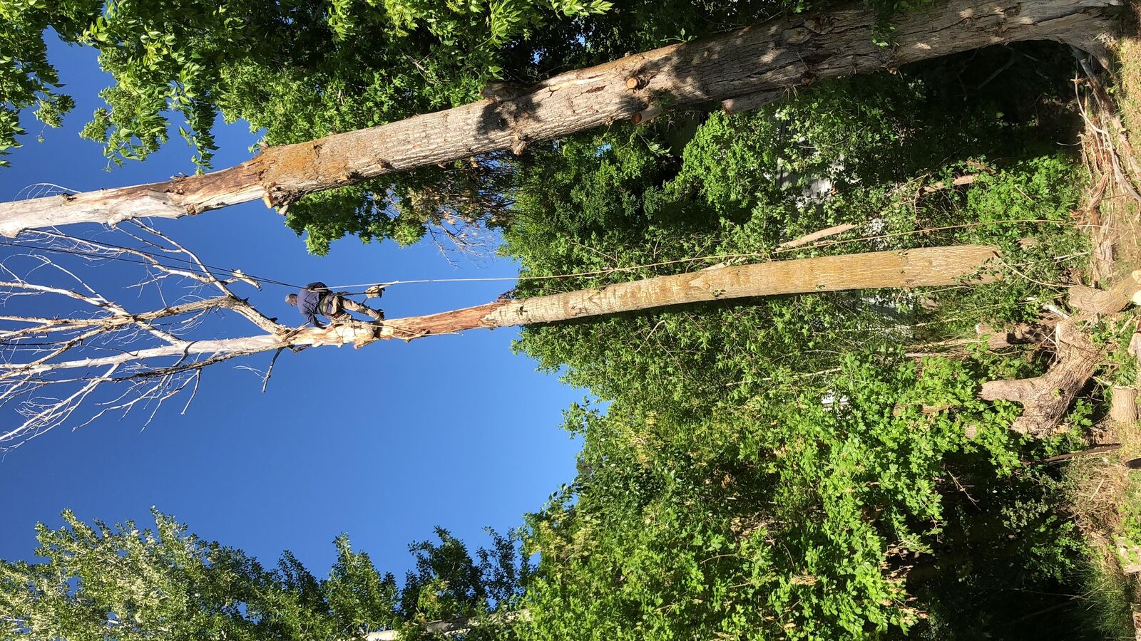 Adrians Tree and Landscape Services LLC.