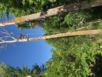 Adrians Tree and Landscape Services LLC.