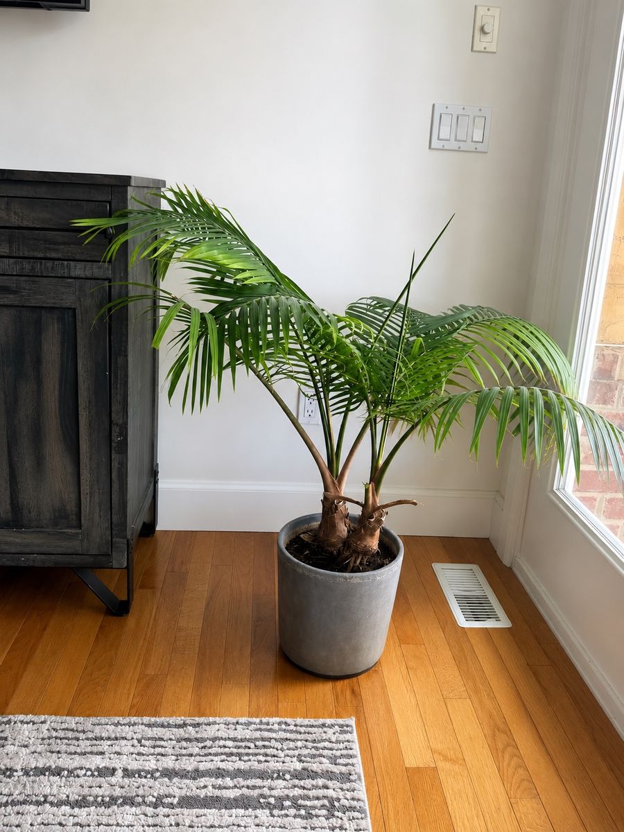 Large Majesty Palm Houseplant in Grey Planter Pot