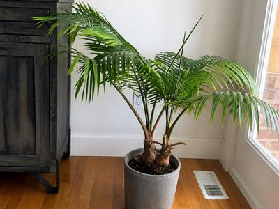Large Majesty Palm Houseplant in Grey Planter Pot