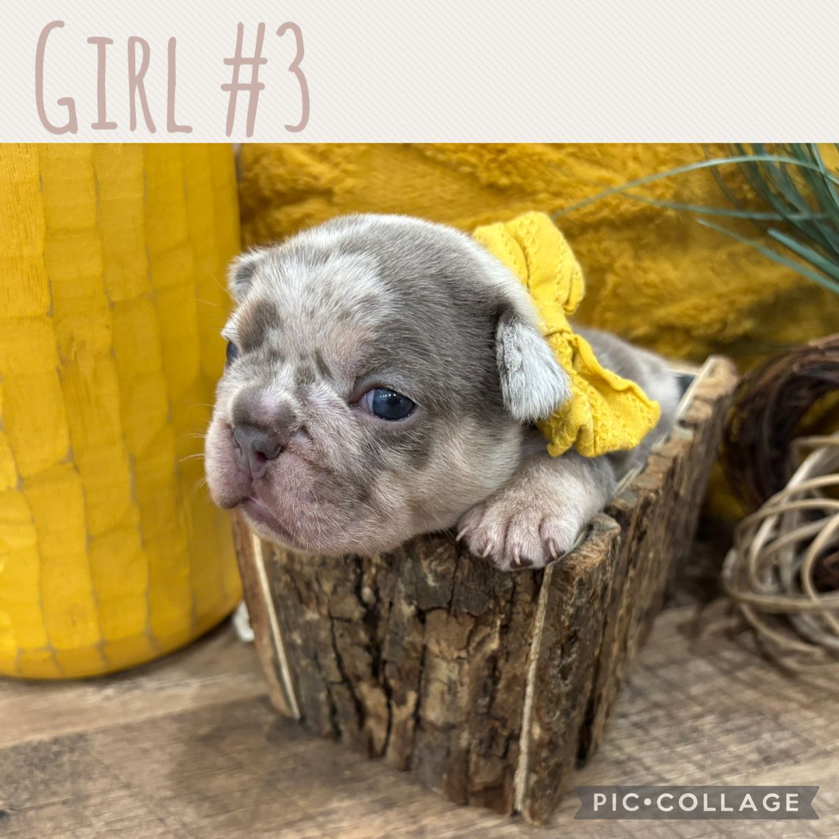 French Bulldogs AKC