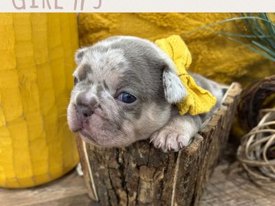 French Bulldogs AKC