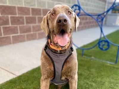 A153393 Moises is Available for Adoption!