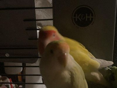 Pair Of Love Birds