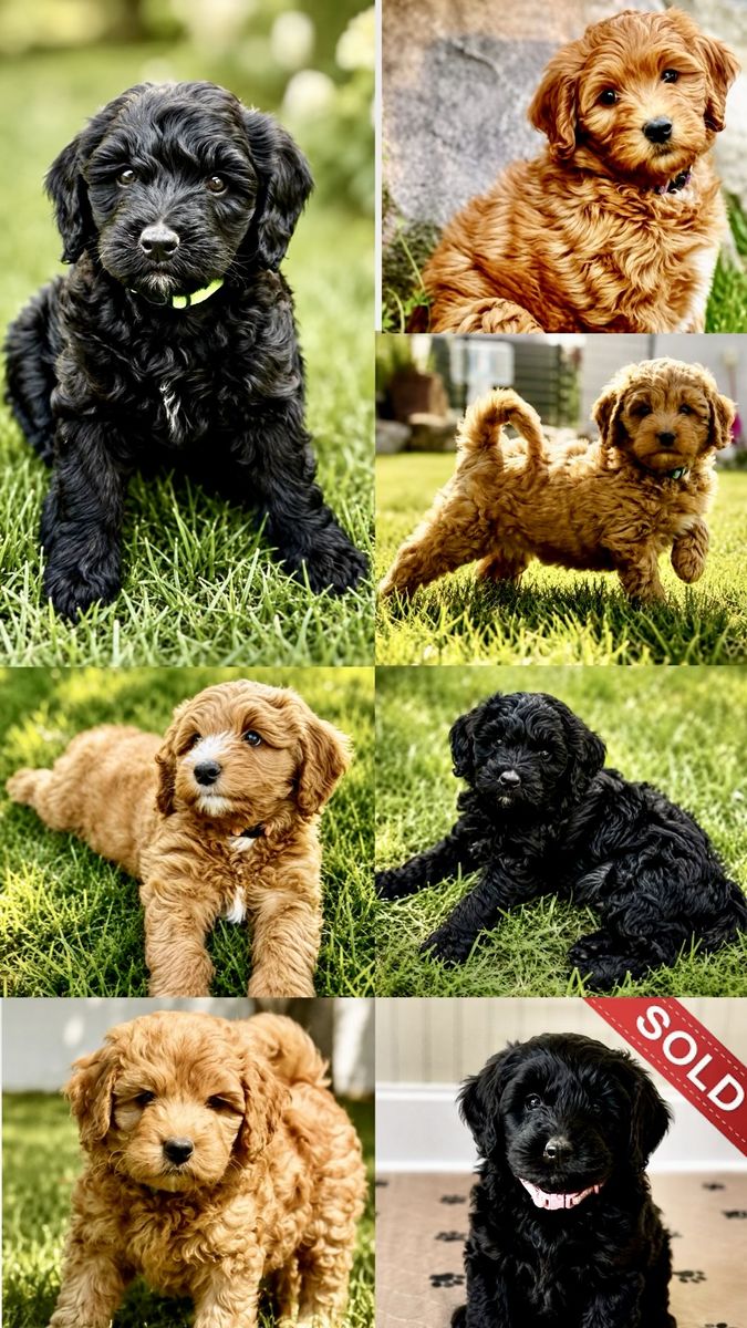 Mini Bernedoodle Puppies – Expected 25–35 lbs Ready for Their Forever Homes!