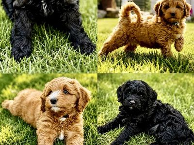 Mini Bernedoodle Puppies – Expected 25–35 lbs Ready for Their Forever Homes!