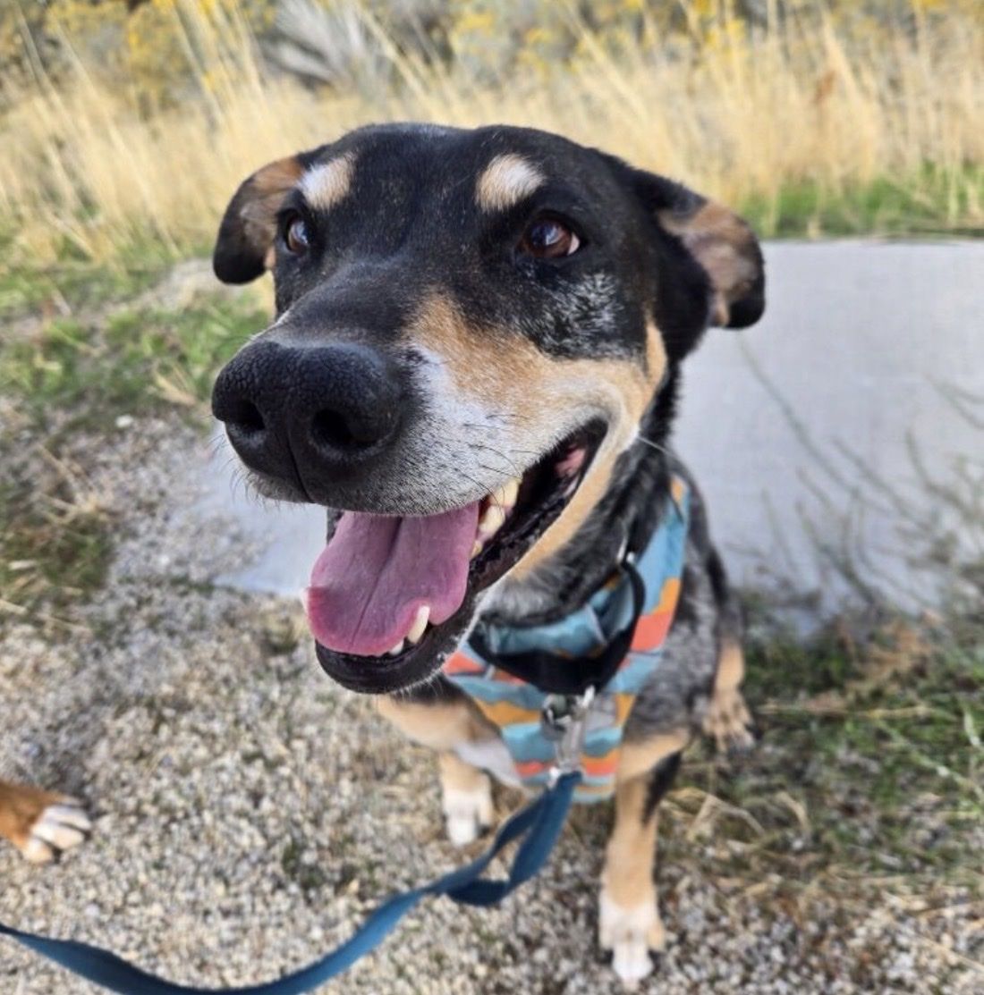 Adopt Lorelai - snuggle buddy aficionado 
