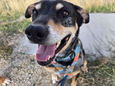 Adopt Lorelai - snuggle buddy aficionado