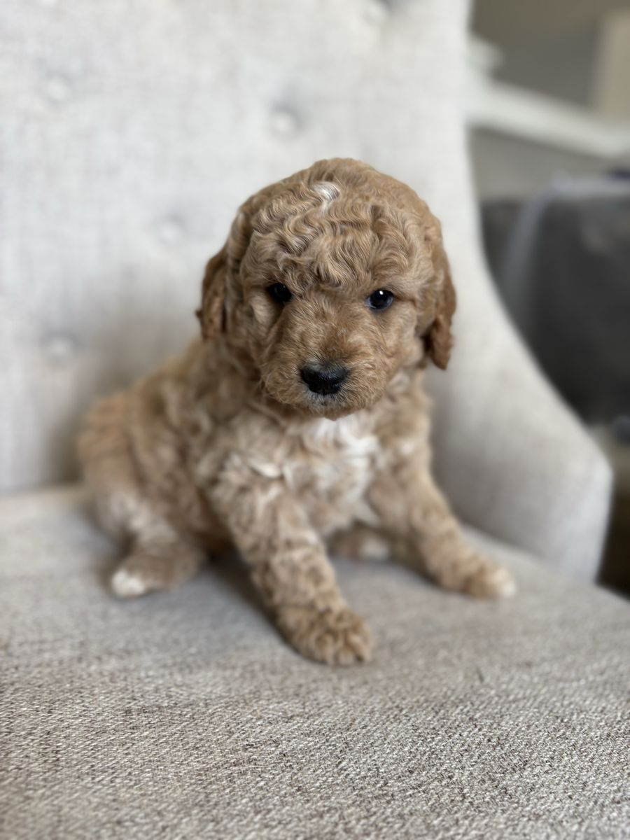Goldendoodle Puppies - Hypoallergenic & Family-Friendly