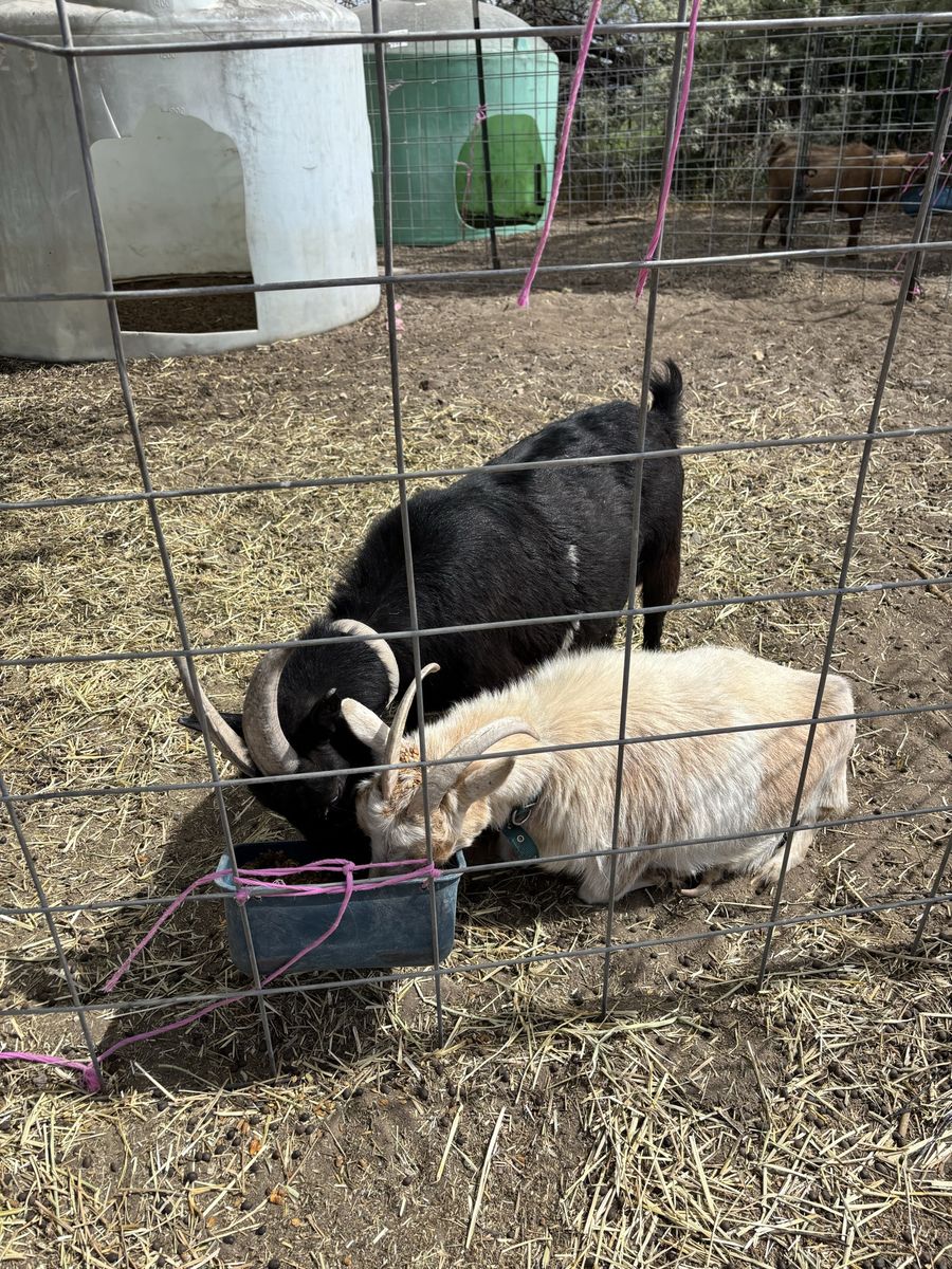 Nigerian Dwarf Goats