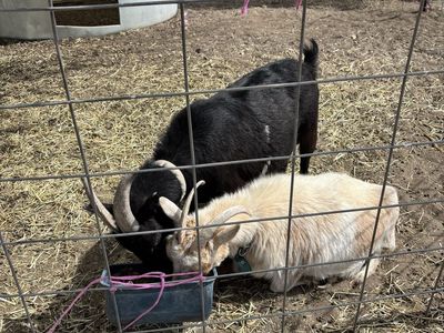 Nigerian Dwarf Goats