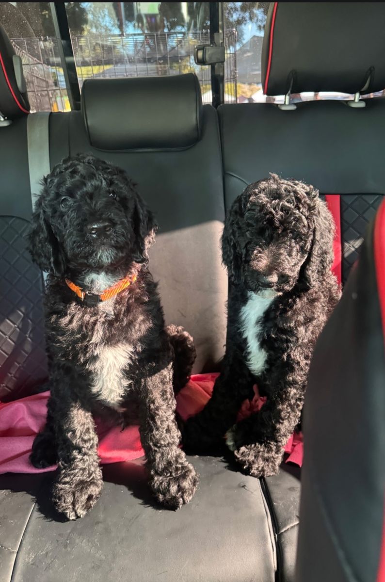 hypoallergenic Golden Doodle Pups/Dogs