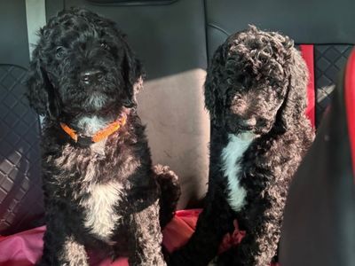 hypoallergenic Golden Doodle Pups/Dogs