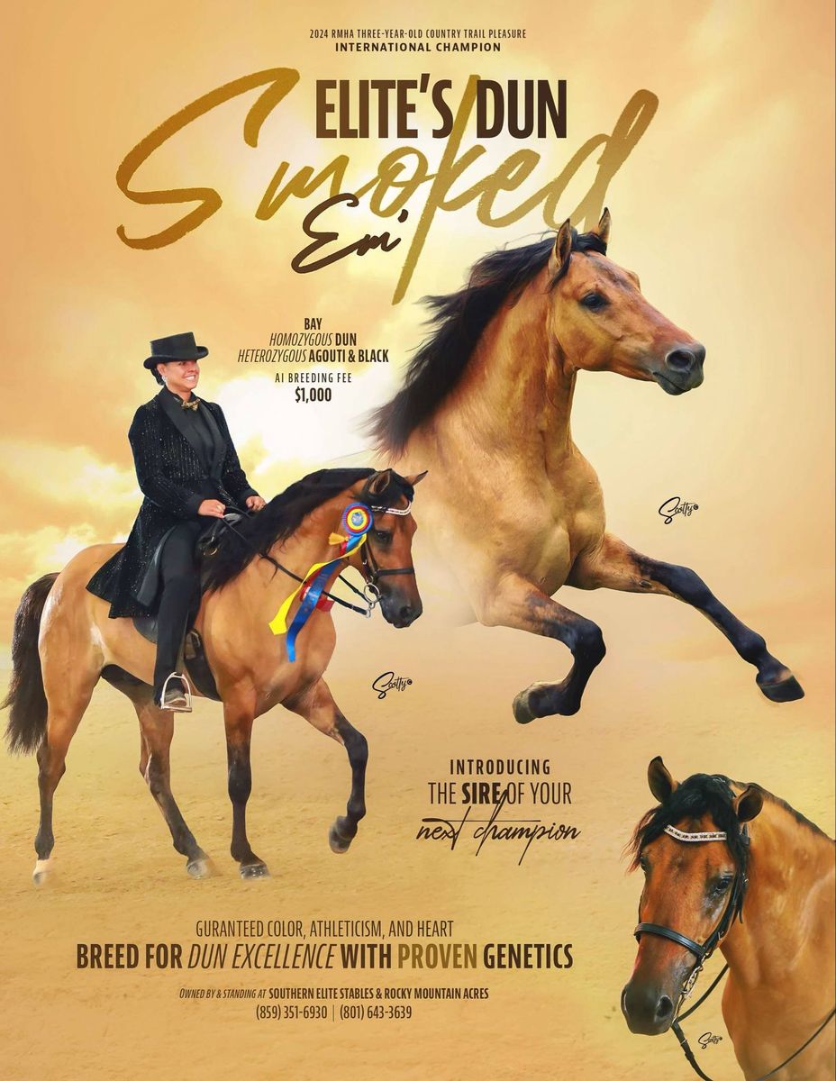 Rocky Mountain Horse Stud Guaranteed Grulla Or Dun