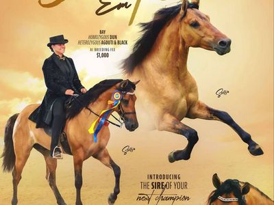 Rocky Mountain Horse Stud Guaranteed Grulla Or Dun