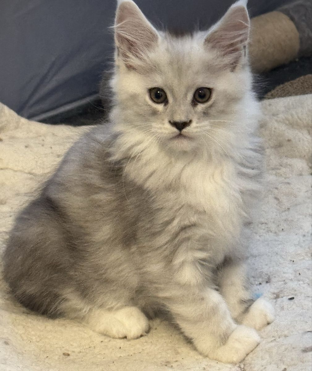 Maine Coon Kittens