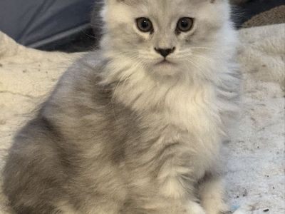 Maine Coon Kittens