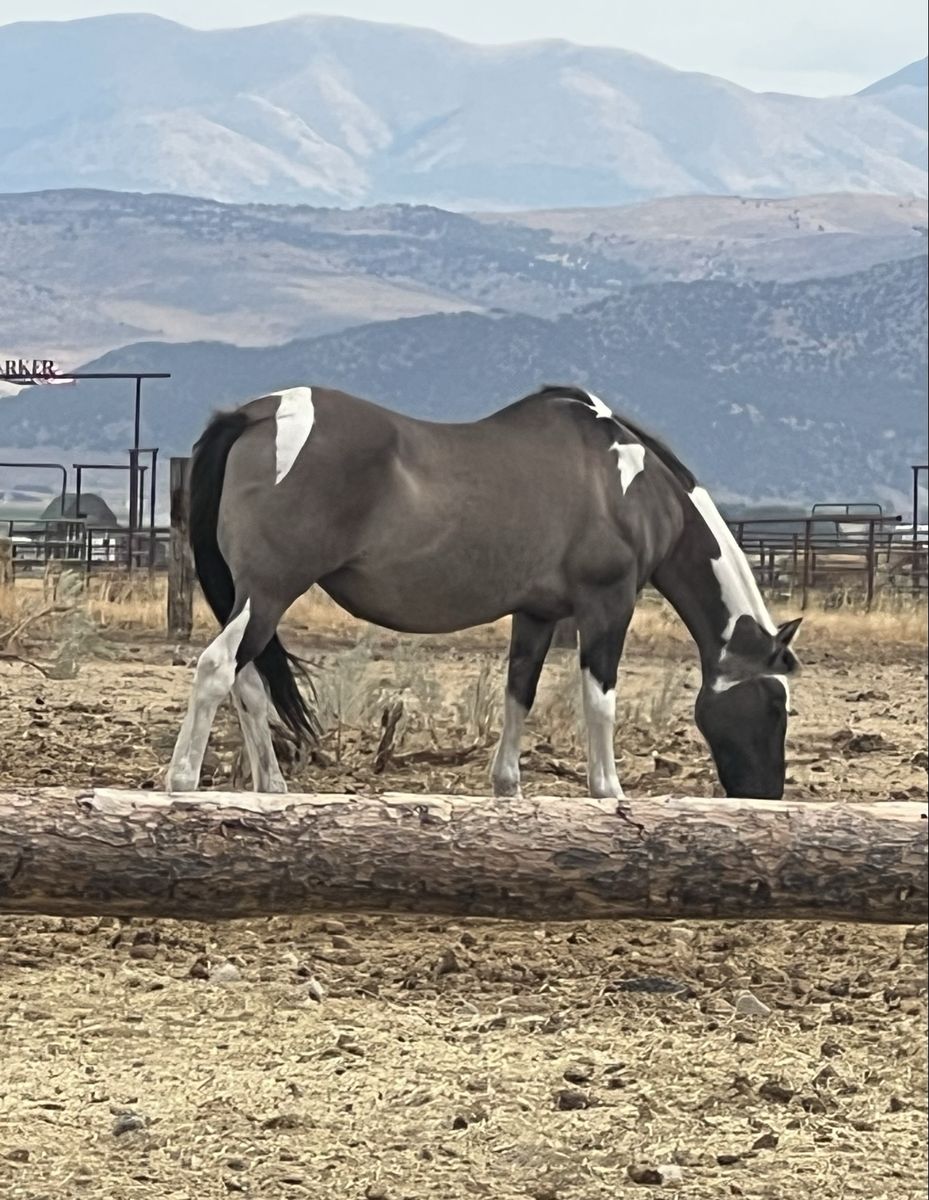2005 APHA Registered Grullo Tobiano Mare -