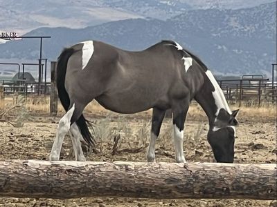 2005 APHA Registered Grullo Tobiano Mare -