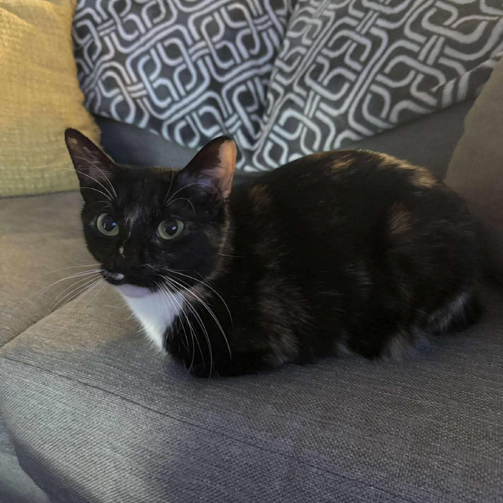 Hello my name is Scarlett