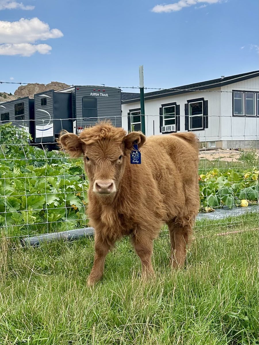 Highland Dexter cross heifer