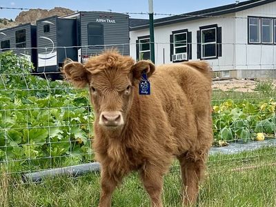 Highland Dexter cross heifer