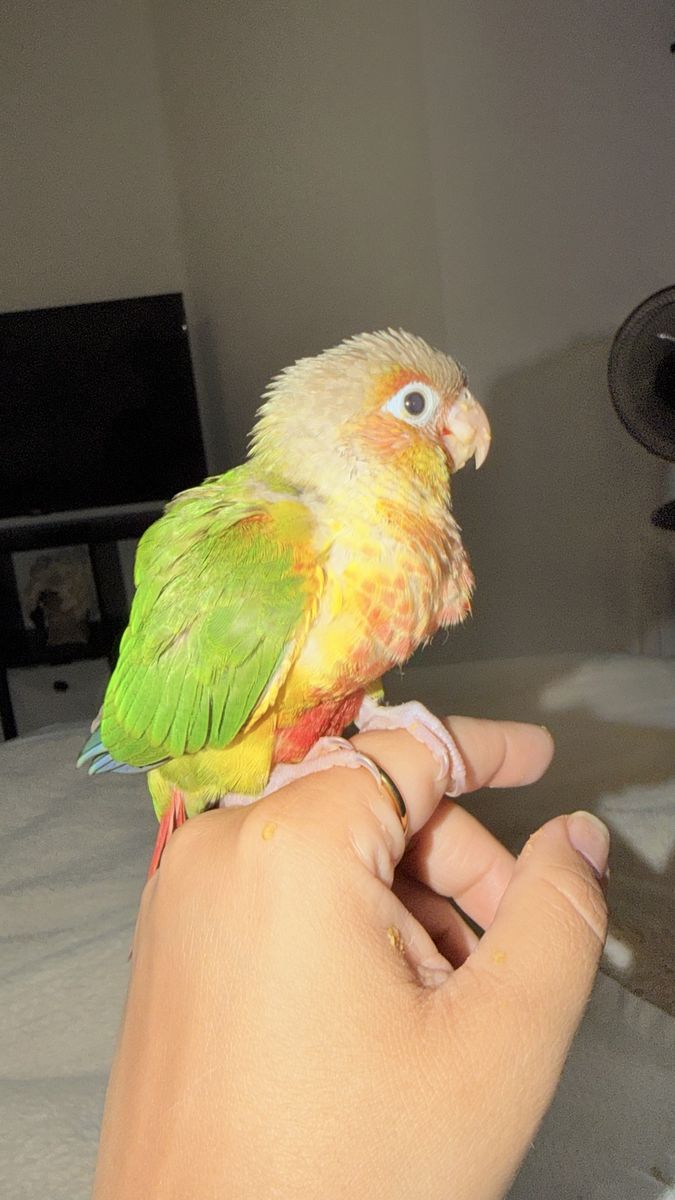 Green chick conure
