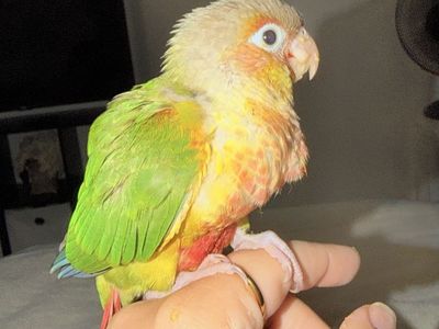 Green chick conure