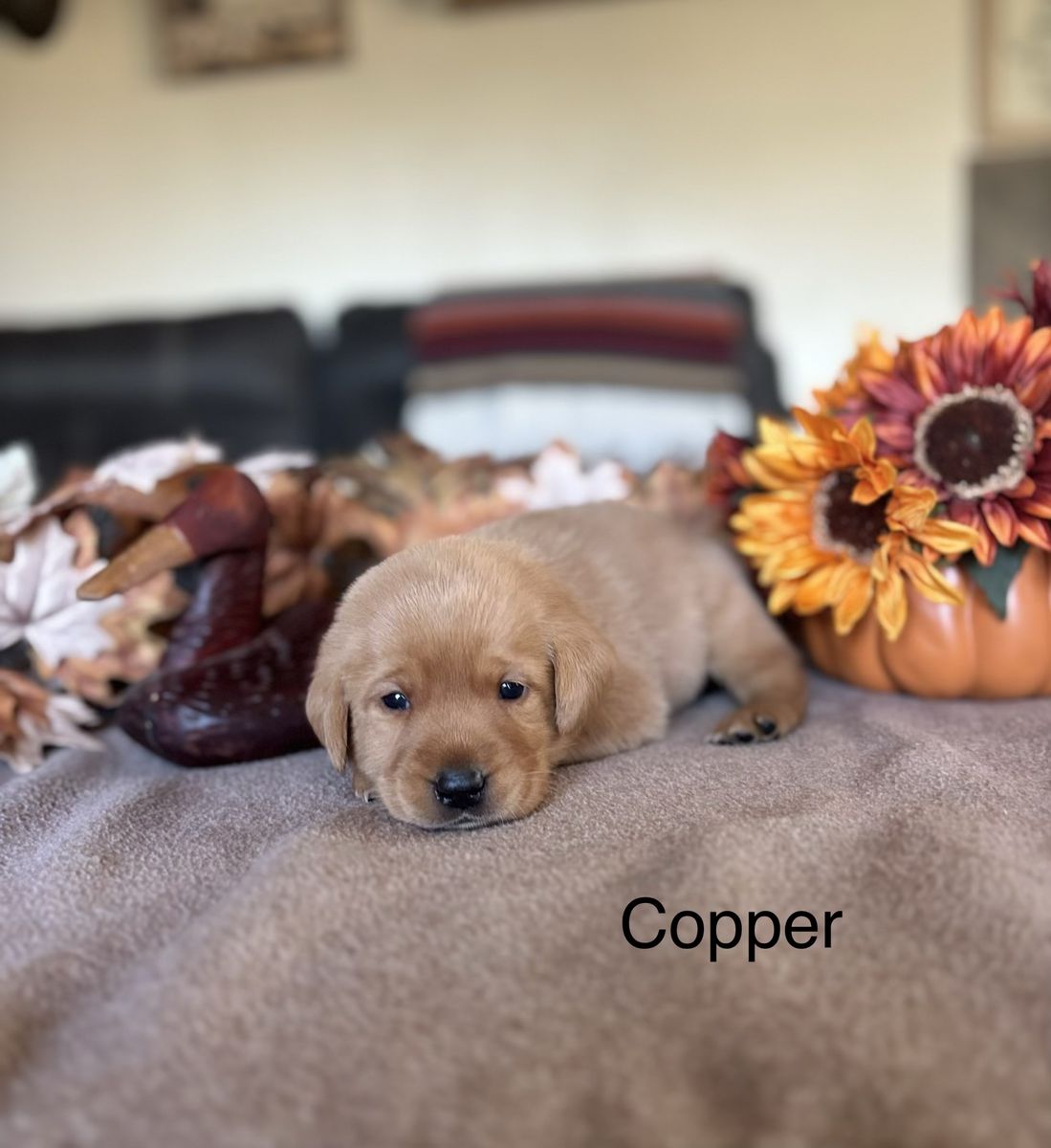 Red Labratory AKC Fox Red & Yellow Labrador/Lab Puppies | Dogs | KSL Classifieds