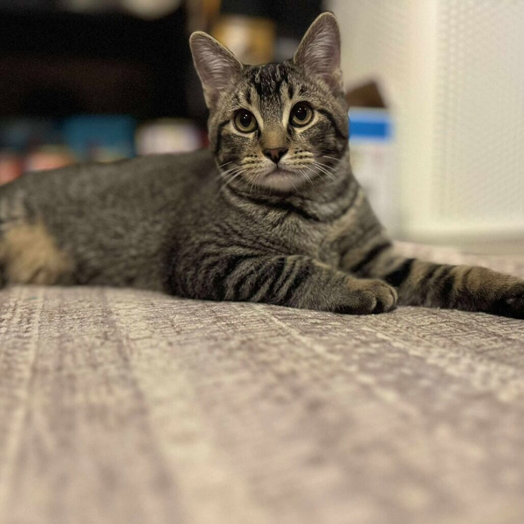 Domestic Short Hair