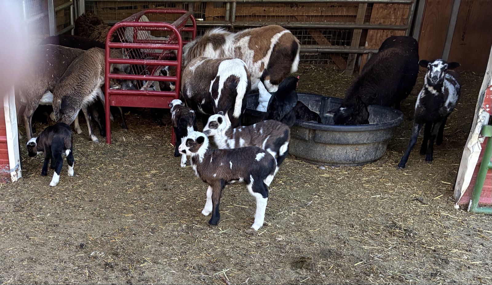 Painted Desert Lambs