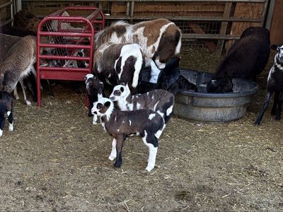 Painted Desert Lambs