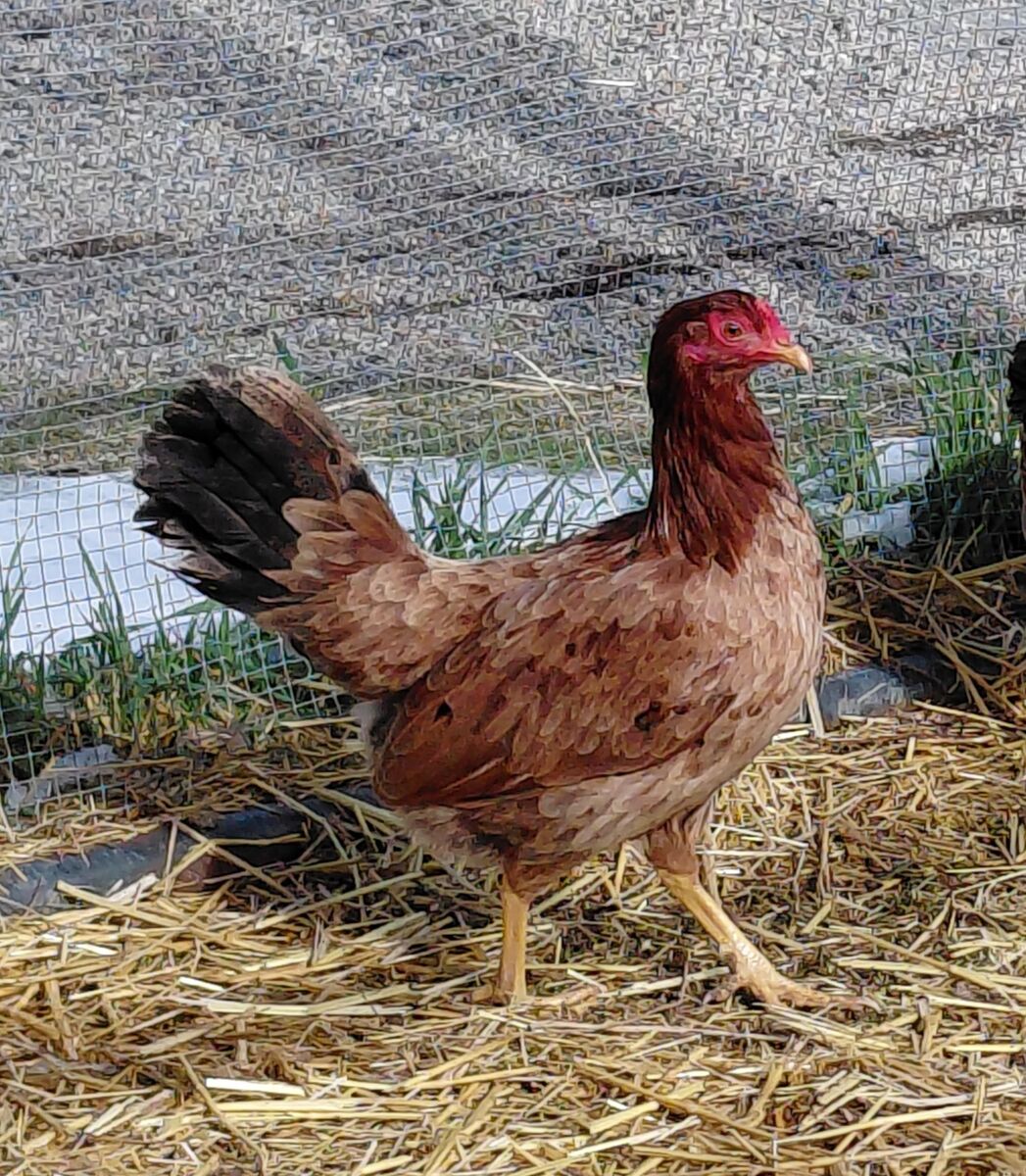 A159793 Henny is Available for Adoption!